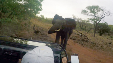 Film Crew Attacked By Elephant After High Speed Chase