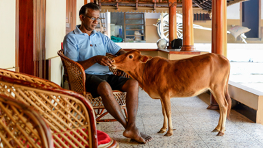 Mini-Mooer! The World's Shortest Cow Is Udder Three Foot