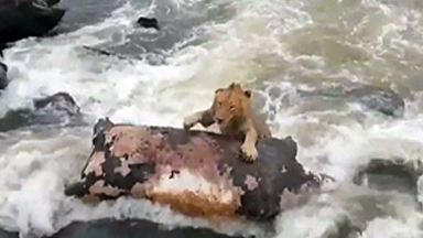 Caught On Camera: Lion Uses Hippo Carcass As Life Raft