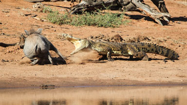 Snap Decision: Hog's Lucky Escape After Crocodile Attack