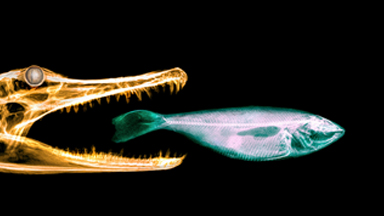 Scientific X-rays Transformed into Stunning Artwork