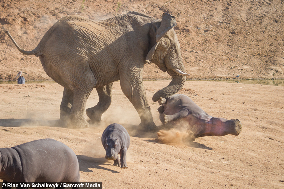 Elephant vs Hippo