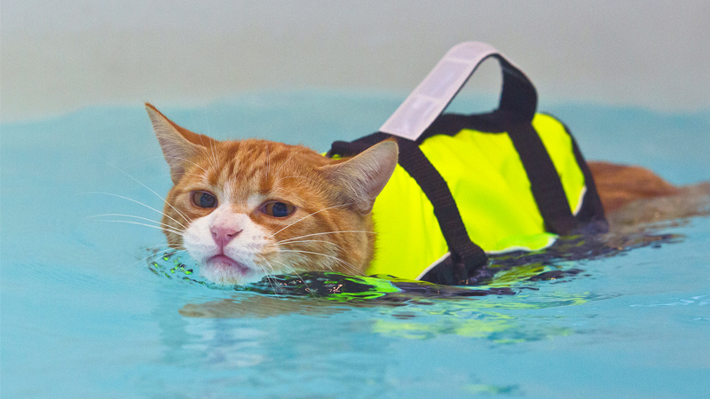 Soggy Moggy: Pet Cat Tests New Feline Hydrotherapy Treatments