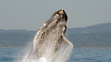 Whale of a Time: Snapper Captures 40-ton Humpbacks Breach