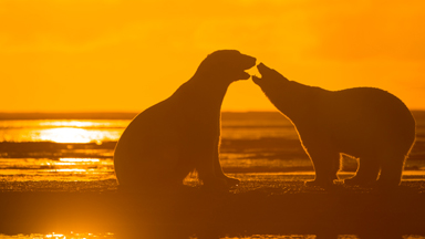Polar Bear Peek-a-boo