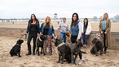 confidential cane corso