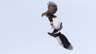 Giant Eagles In Ferocious Aerial Battle