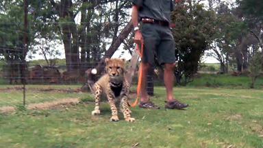 Me And My Cheetah: Rescued Big Cat One of the family