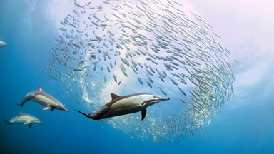 Blue Marlin And Dolphins Feast On Sardine Run