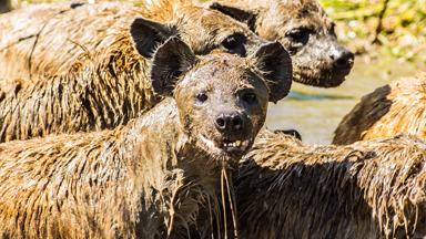 Dirty Rotten Scoundrels: Clan Of Hyenas Roll In Mud