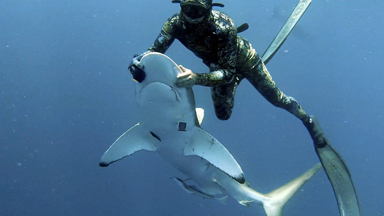 Diver Removes Fishing Hook From Mouth of Hypnotised Shark