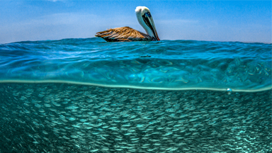What Lies Beneath: Stunning Seascapes Capture Life Above And Below The Waves