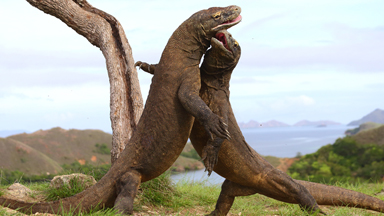 Enter The Dragon: Komodos Fight In Indonesia
