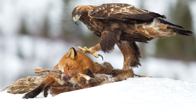 Dinner Is Served: Hungry Eagle Feasts On Dead Fox