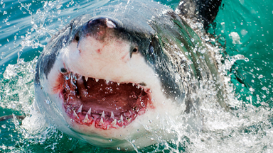 One Giant Leap: Great White Sharks Breach In The South Atlantic Ocean