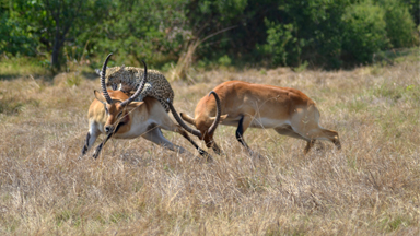 Brave Antelope Fights Off Leopard Attack