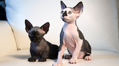 New Cat Species: Meet The Hairless SphynxieBob And BamBob