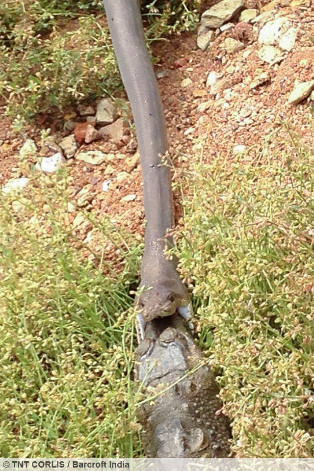 Snake Versus Crocodile