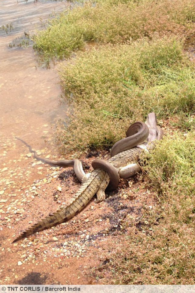 Snake Versus Crocodile