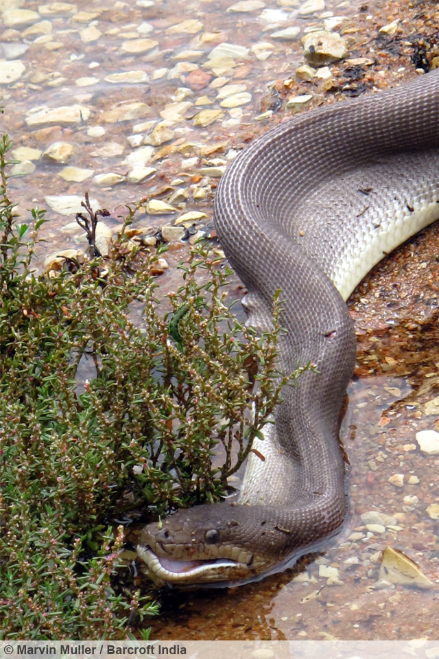 Snake Versus Crocodile
