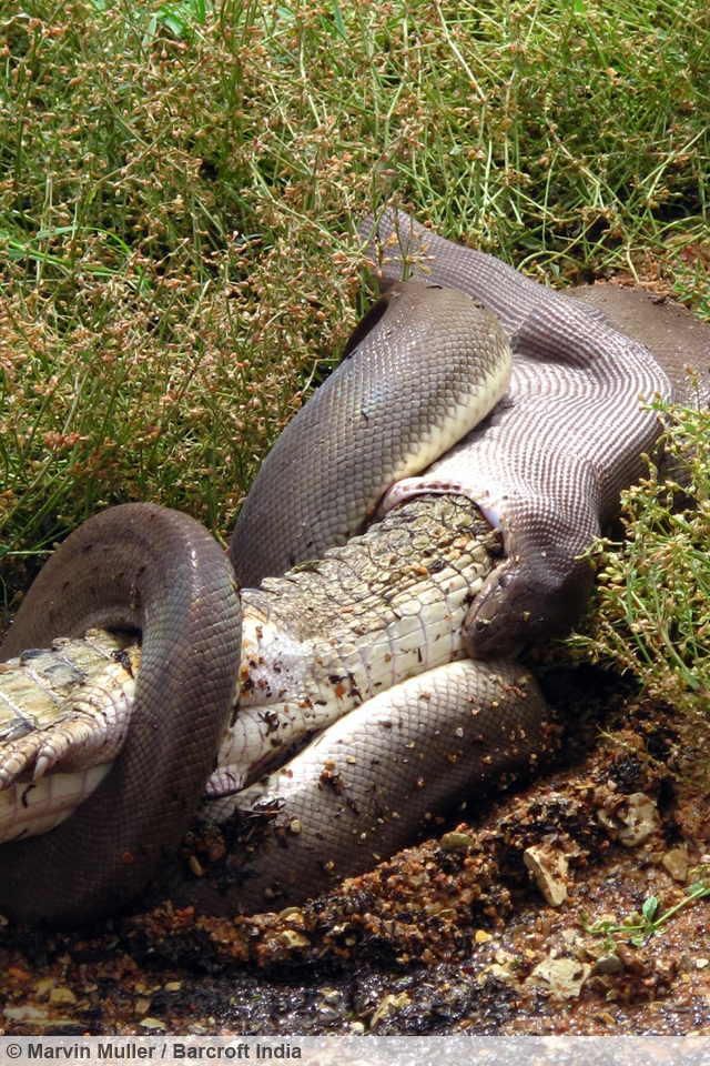 Snake Versus Crocodile