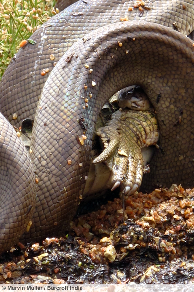 Snake Versus Crocodile