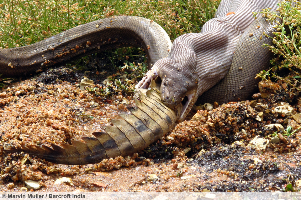 Snake Versus Crocodile
