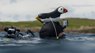 Photographers Make Replica Puffin Models To Snap Shy Birds
