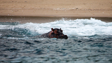 Going For A Dip: Happy Hippo Has A Swim In The Surf