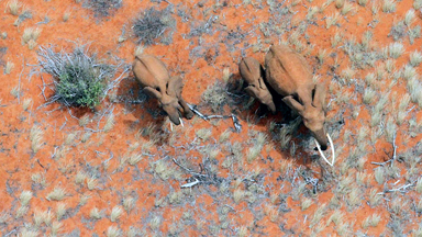 Stunning Birds-Eye Views Of Wildlife In Southern Kenya