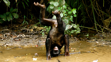 Go Ape: Cheeky Primate Pulls Off A Handstand