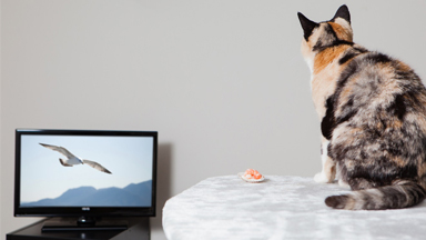 Luxury Cat Hotel Has Human-Sized Suites