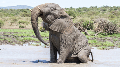 Muddy brilliant: Elephant splashes in water for the first time in months during drought in South Africa