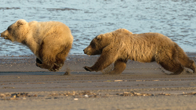 Three's A Crowd: Mother Bear Chases Off Curious Male