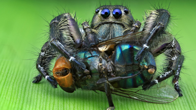 Look into my eyes: macro photographs reveals hypnotic gaze of four-eyed jumping spiders