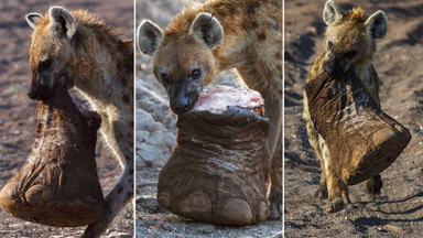 Out On A Limb: Hyena Spotted Carrying An Elephant's Leg