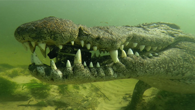SNAP! Croc Steals Go-Pro From Diver