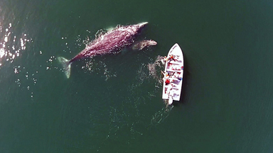 Drone Footage Of Grey Whale Mother And Calf Playing With Tourists