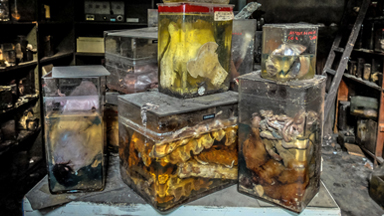 Photographer Captures Inside Abandoned Veterinary School