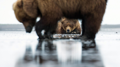 Clammed Up? Flirty Male Bear Shunned By Female