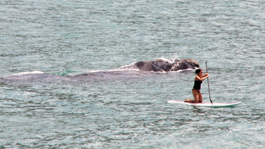 Close Encounter of the Whale Kind....