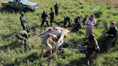 Giraffe Treated By Vets After Poacher Attack