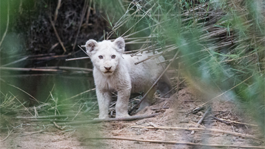 First-ever photos of newborn white lions in the wild