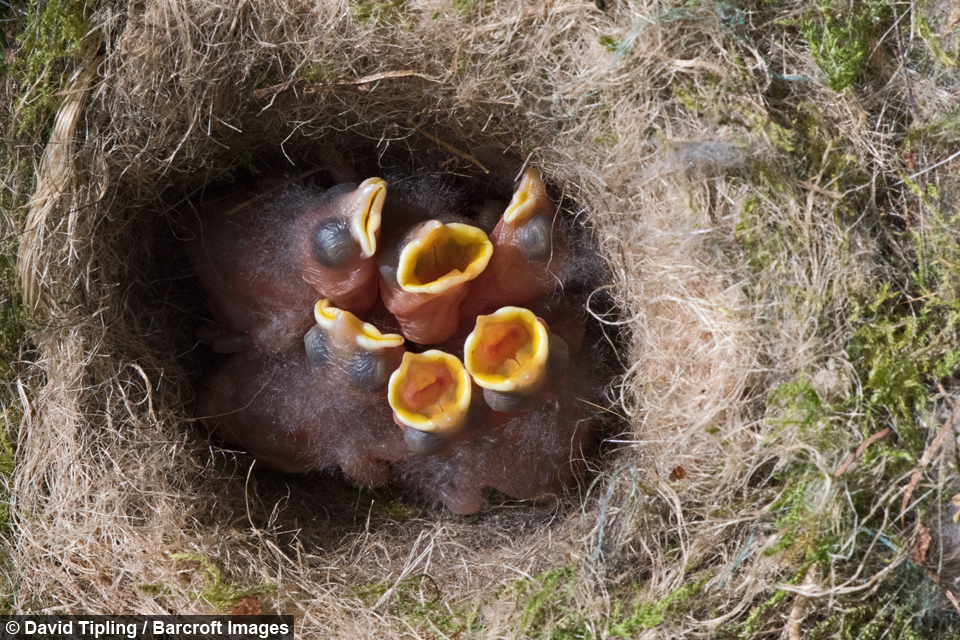 Birds Eye View Patient photographer waits TEN YEARS for