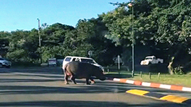 Hungry Hippo charges towards terrified children