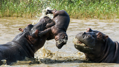 Tragic Moment Adult Hippo Tosses Newborn Calf In The Air