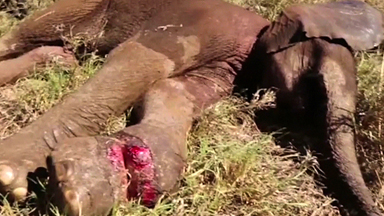 Heroic Vets Save Baby Elephant Injured By Poacher's Snare