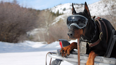 Rex Specs: Protective Dog Goggles Are A Hit With Rescue Services