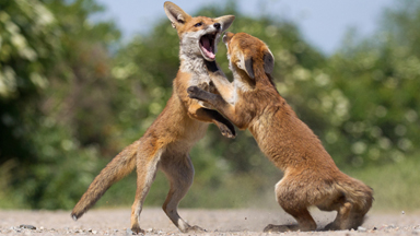 You Want Some? Cute Fox Cubs Wrestle In The Sun