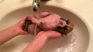 Puppy Shower! Cute Rescued Canine Enjoys Bath Time